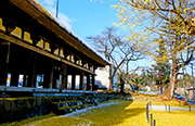 新宮熊野神社の大イチョウ（喜多方市）
