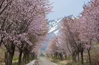 世界一長い桜並木（イメージ）