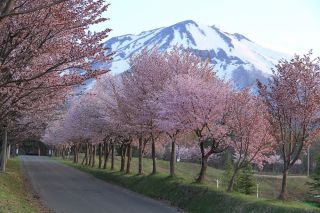 世界一の桜並木（イメージ）
