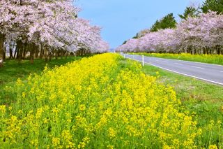 大潟村の菜の花と桜　画像提供：PIXTA